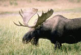 A moose wandering in the Northast Kingdom of Vermont. 