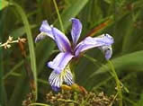 Orchid. 