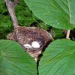 What could be common yellowthroat eggs Yellowthroat egg?? On the trail.