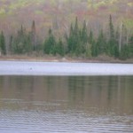 WPC work day. Our elusive loon in the mist.