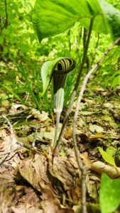 Jack in the Pulpit - Haystack Mtn - May 26, 2024