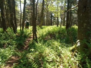 Gore Mountain - East Trail - June 3, 2024