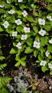 Gore Mountain - East Trail - June 3, 2024