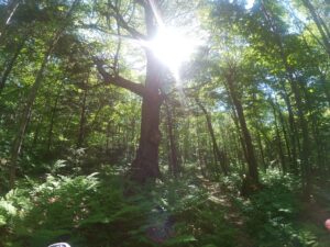 Gore Mountain - East Trail - June 3, 2024