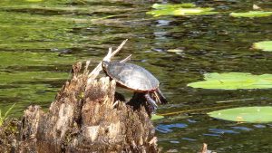 Norton Pond Paddle - July 1, 2024