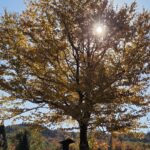 Morning Sun through tree