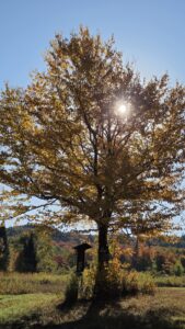 Morning Sun through tree