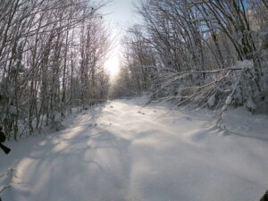 The East Trail - Pisgah