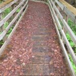 Lewis Pond Boardwalk National Trails Day clean up 06-06-2026