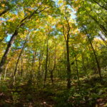 Moose Mountain Trail View