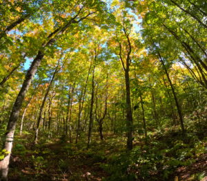Moose Mountain Trail View